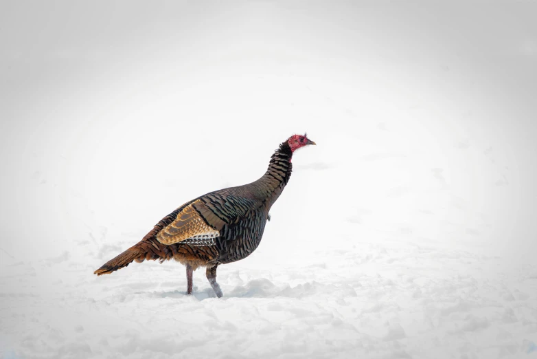 a very big pretty bird in the snow