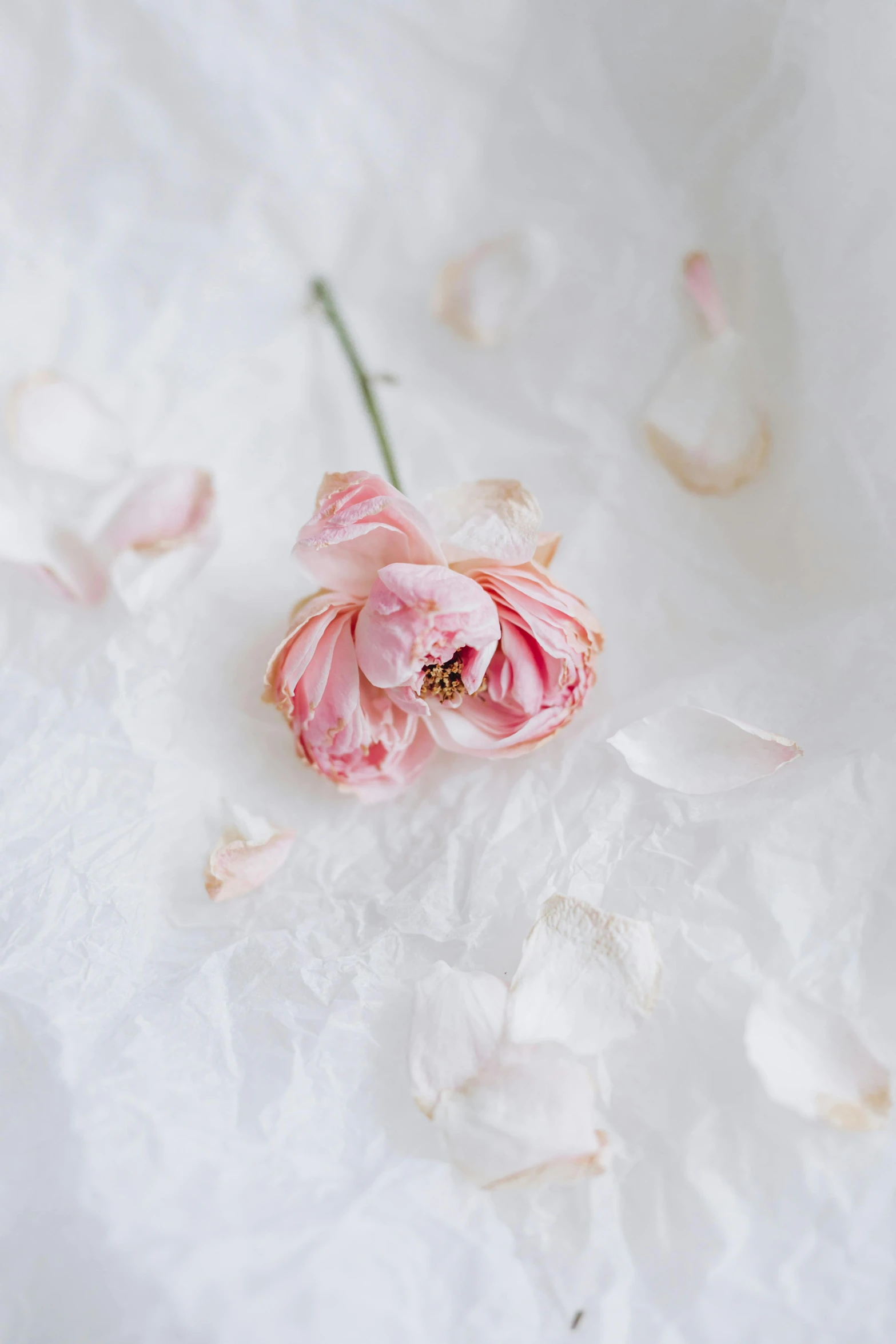 pink flowers with leaves laying on the table