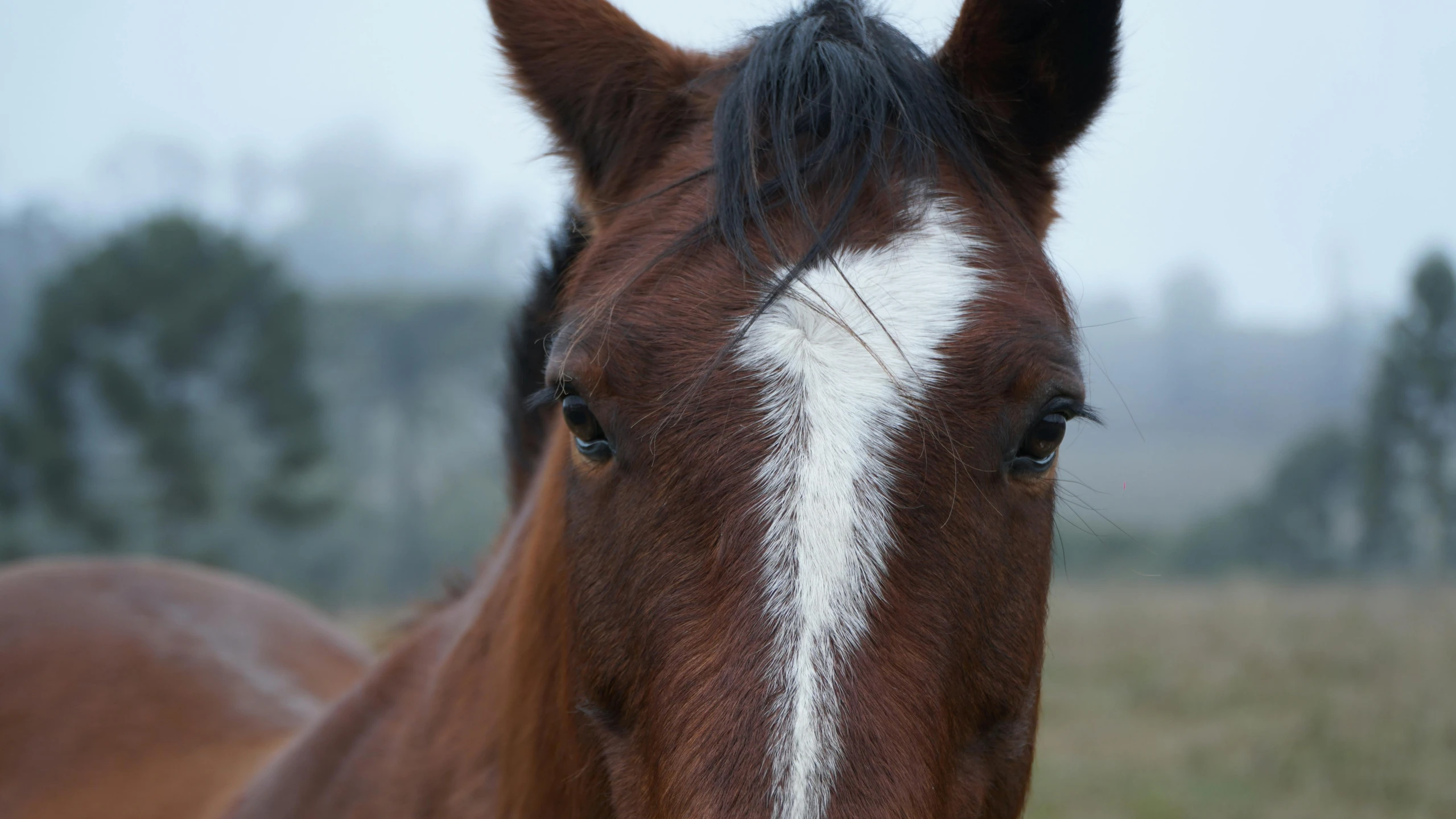 a brown horse with white stripes near another horse