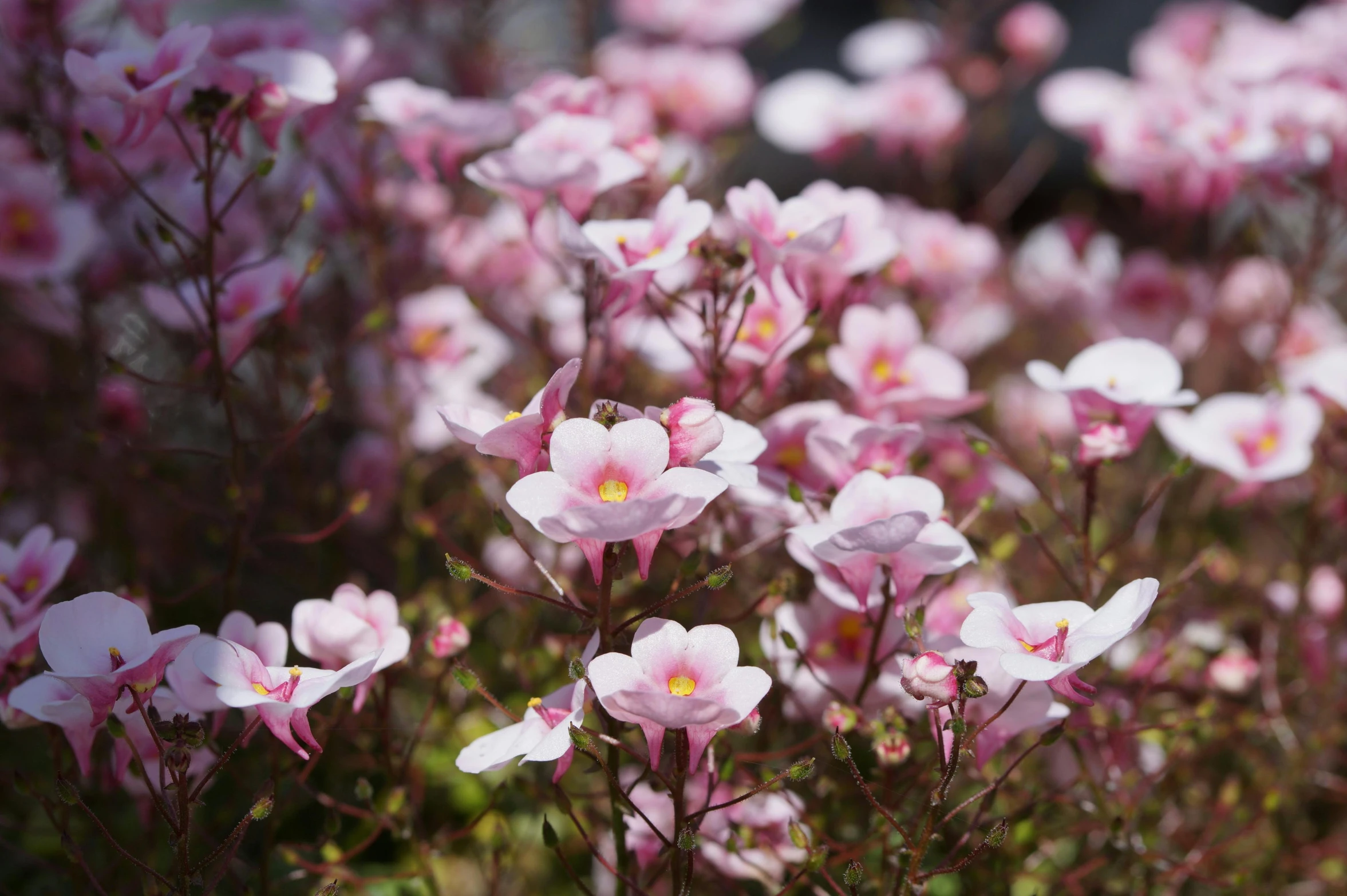 a field full of pink flowers is shown in the background