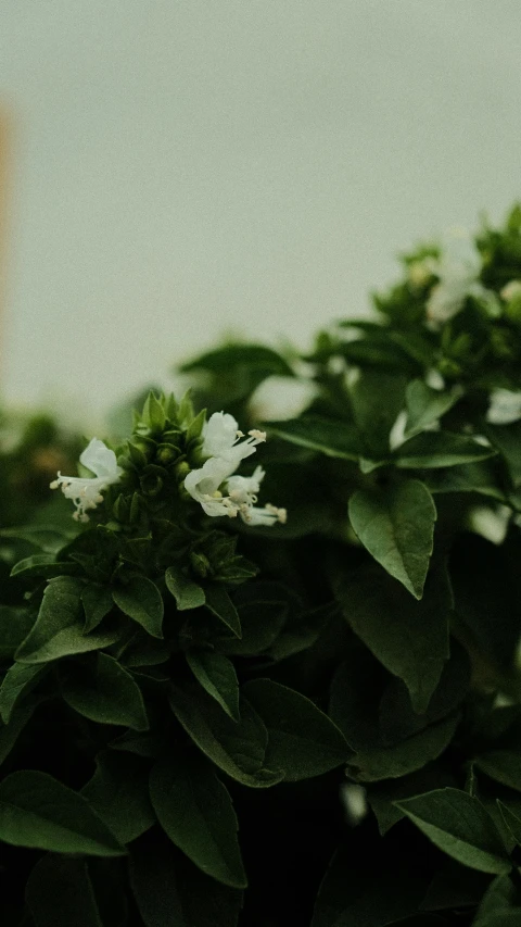 some very pretty white flowers near some green trees