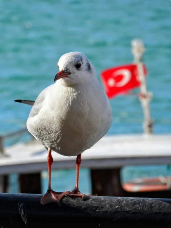 a close up of a seagull sitting on a dock
