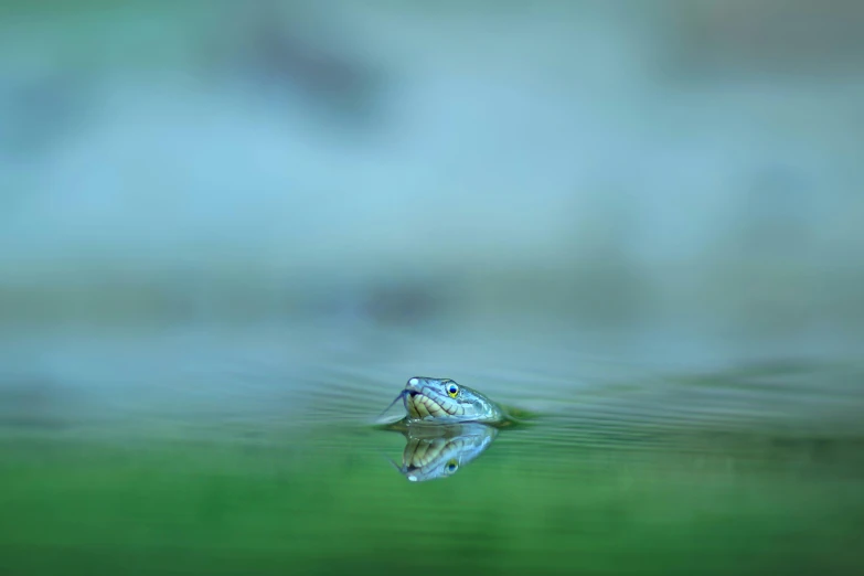 a frog floats on the water's surface