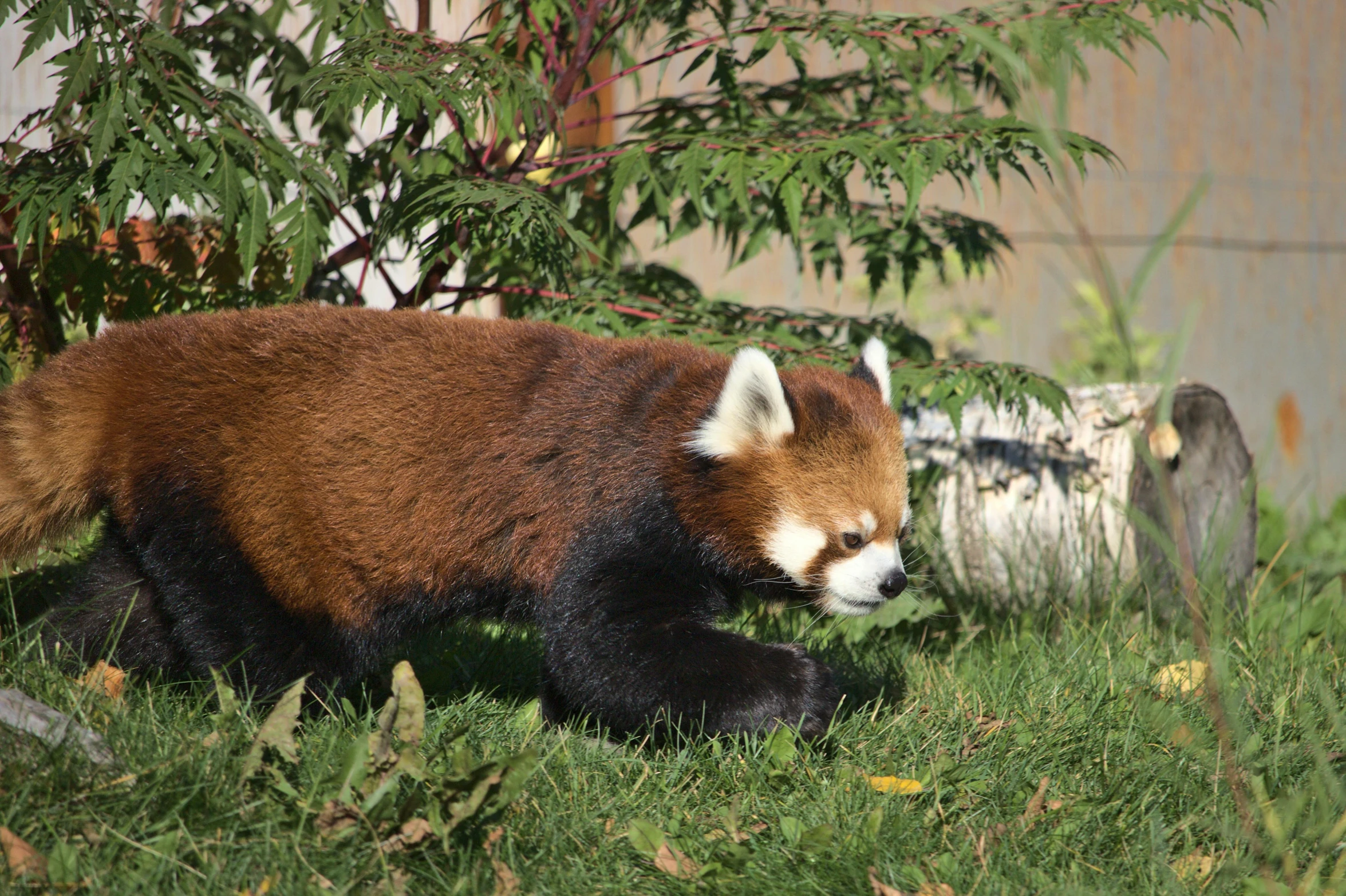 red panda walking around in some grass