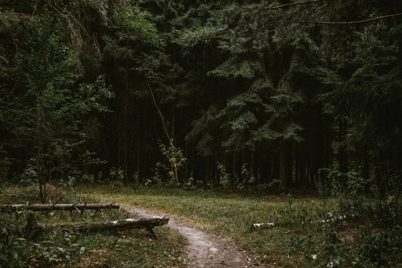 a path going through the forest with lots of trees