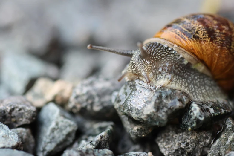 a brown snail is sitting on some gray rocks