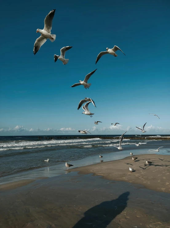several seagulls flying and some oceangulls on a beach