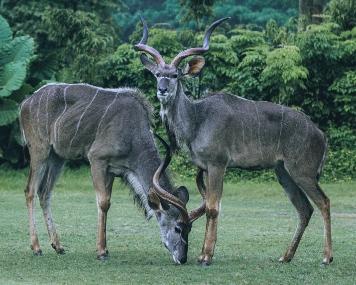 two deer in a grassy field eating grass