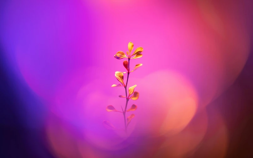 a pink and blue colored background with two yellow flowers