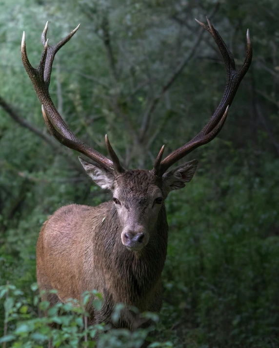 a very pretty deer standing by a tree in the woods