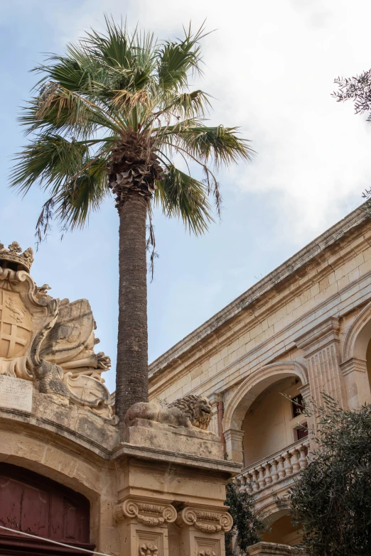 a tall palm tree outside a building with archways