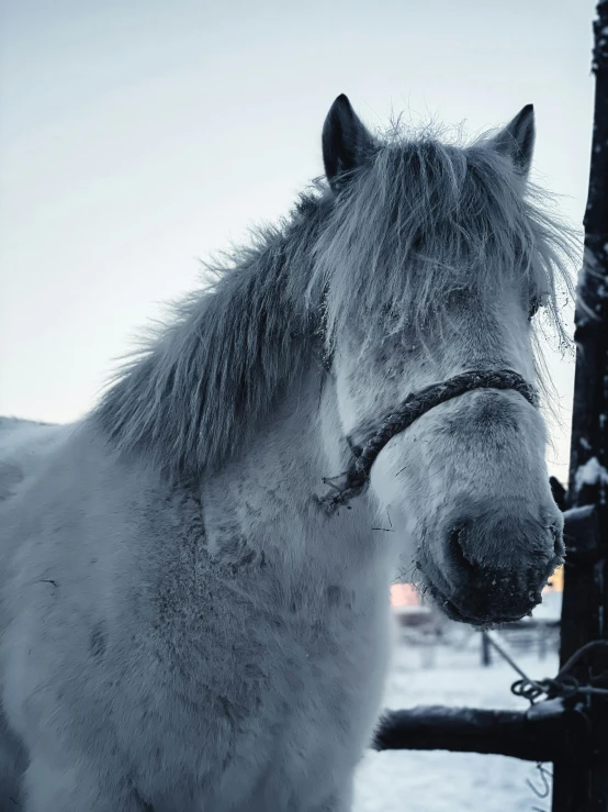 a white horse with a black mane standing next to a fence