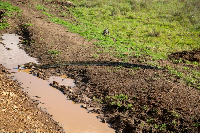 the animal is walking on a muddy path