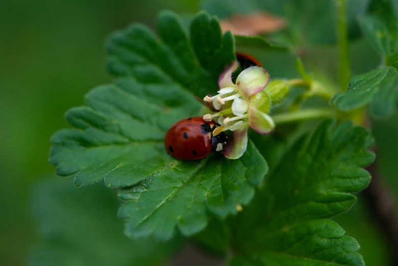 a ladybug with red antennae is standing on a green nch