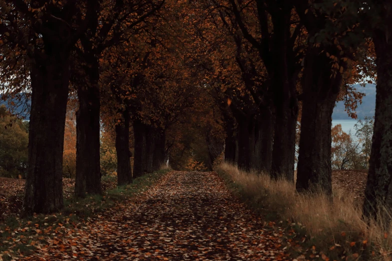 a road with lots of fallen leaves on the ground