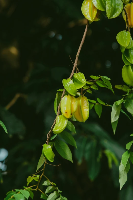 two pieces of fruit hanging from the stem of trees