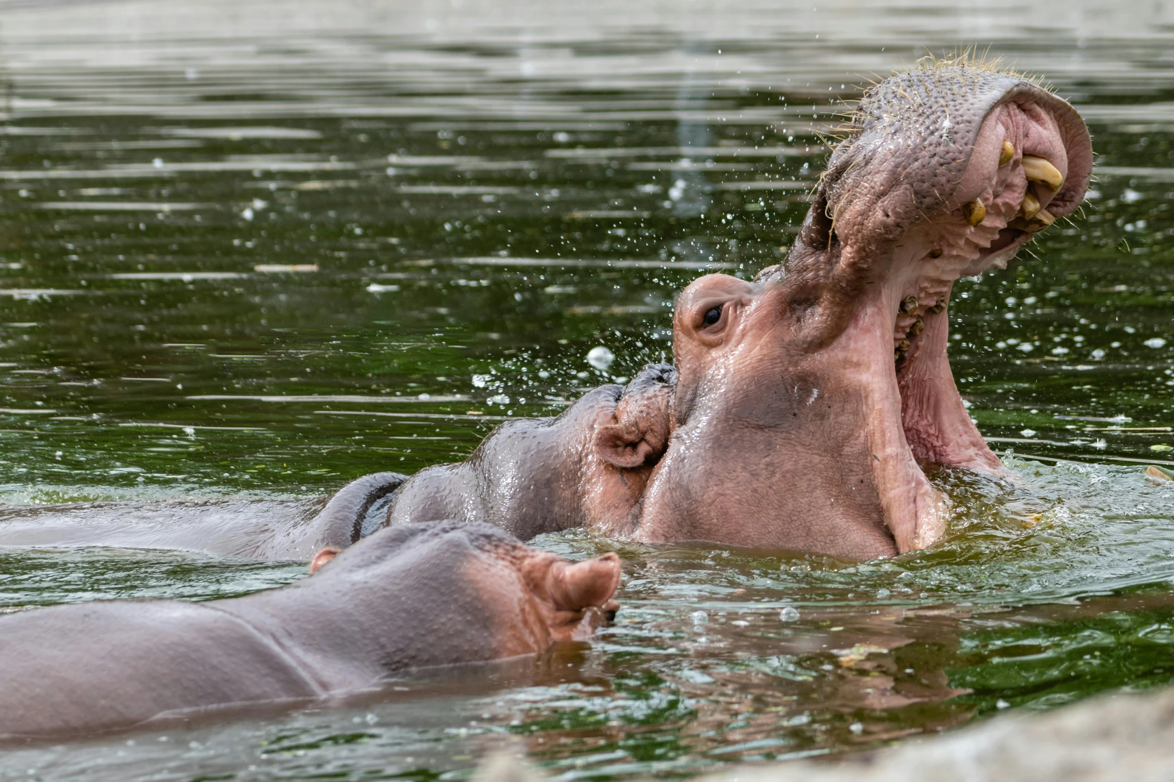 two hippopotamus are in the water next to each other