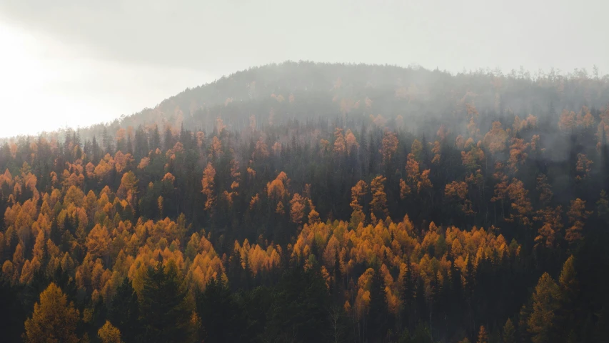 a lush mountain side filled with trees covered in fall colors