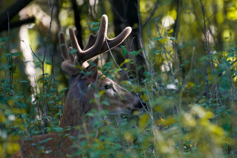 a deer that is standing in the grass