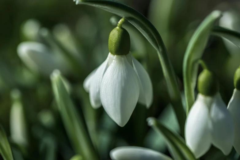 closeup of a group of white flowers with green tips