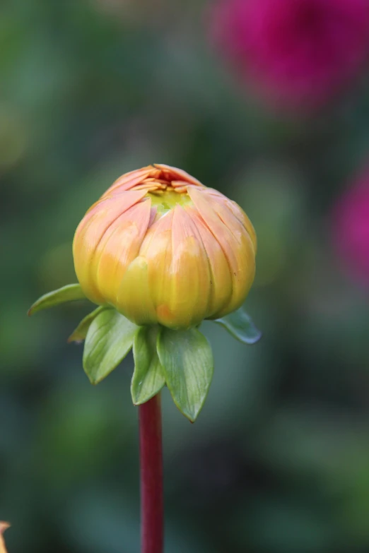 an orange flower with leaves on a stem