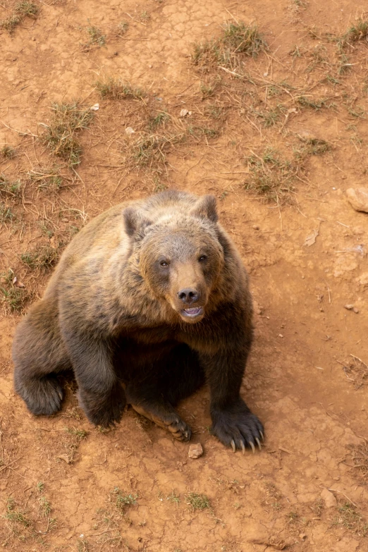 a brown bear lying in the dirt on a sunny day