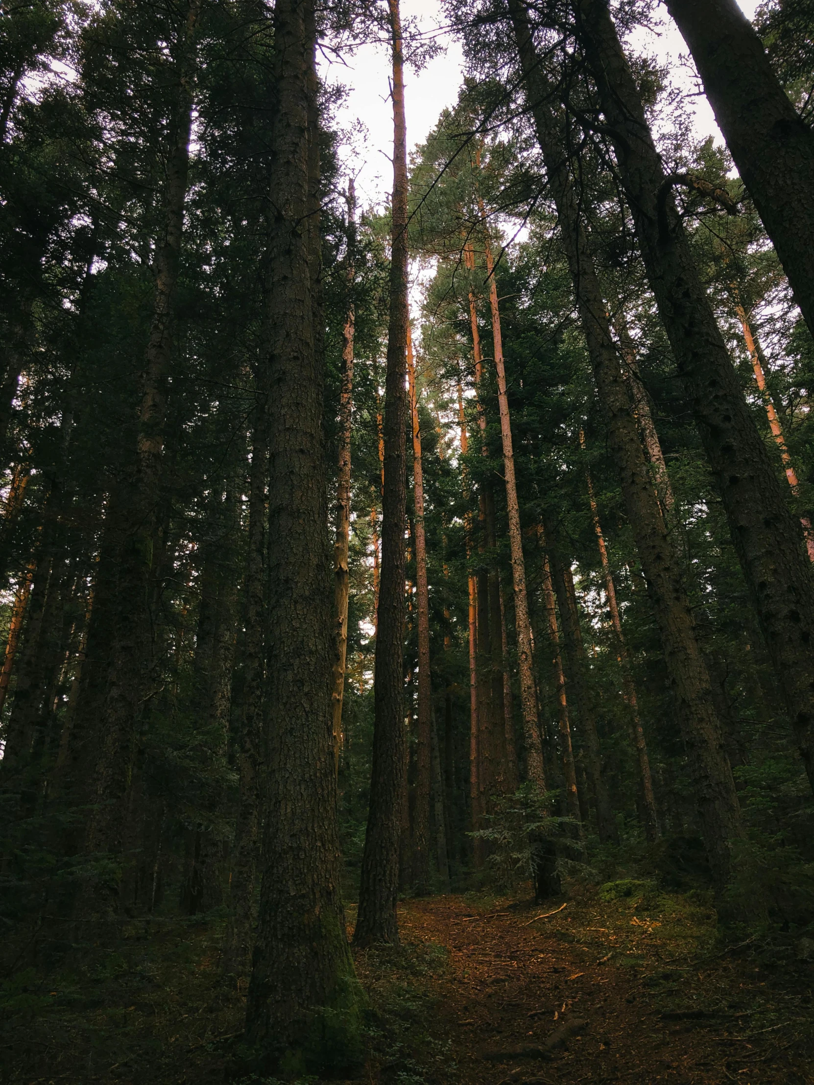 looking into a grove of tall pine trees