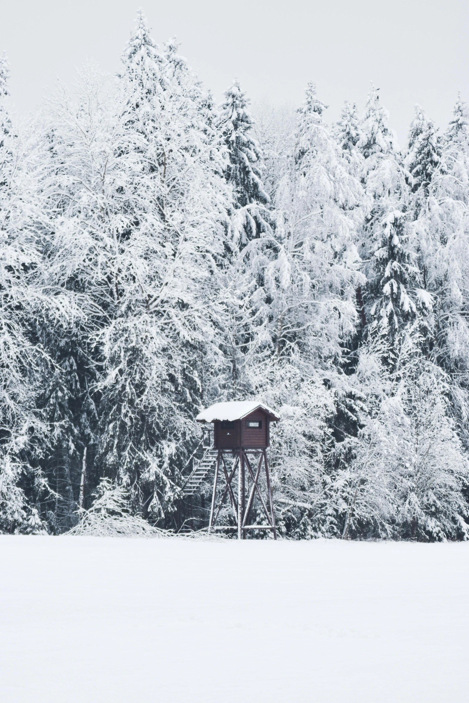 snow covered trees and a small house in the middle