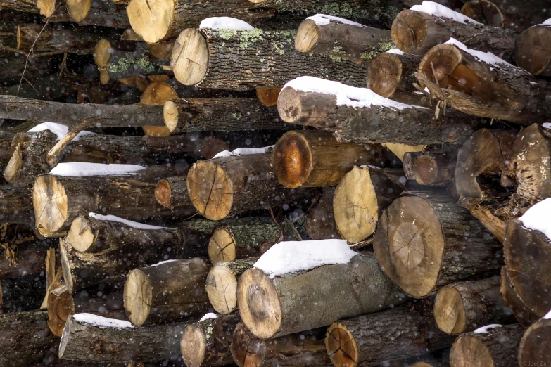 several wood logs in the snow and trees