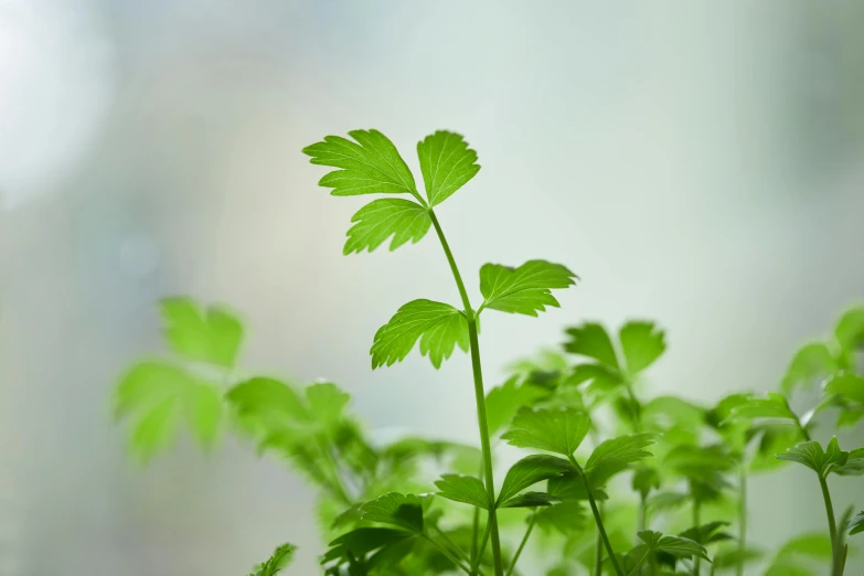 a green plant growing out of some dirt