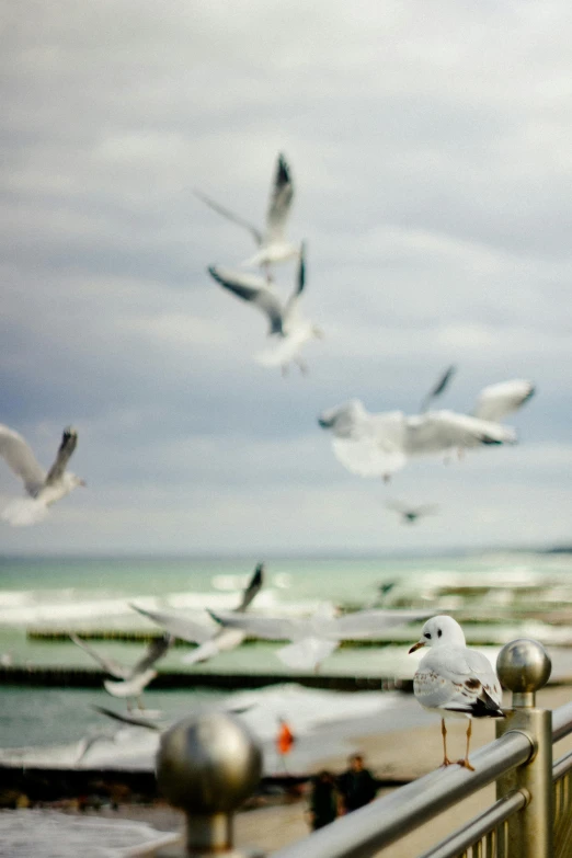 sea gulls flying and taking off from pier next to ocean