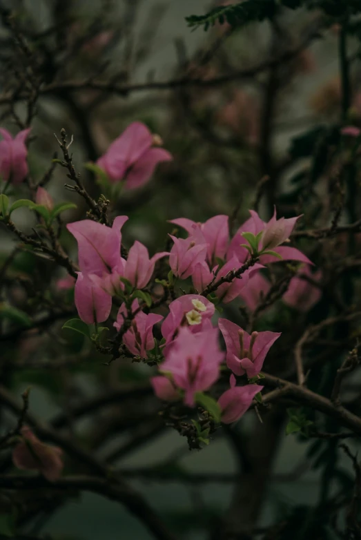 a nch with pink flowers next to a wall