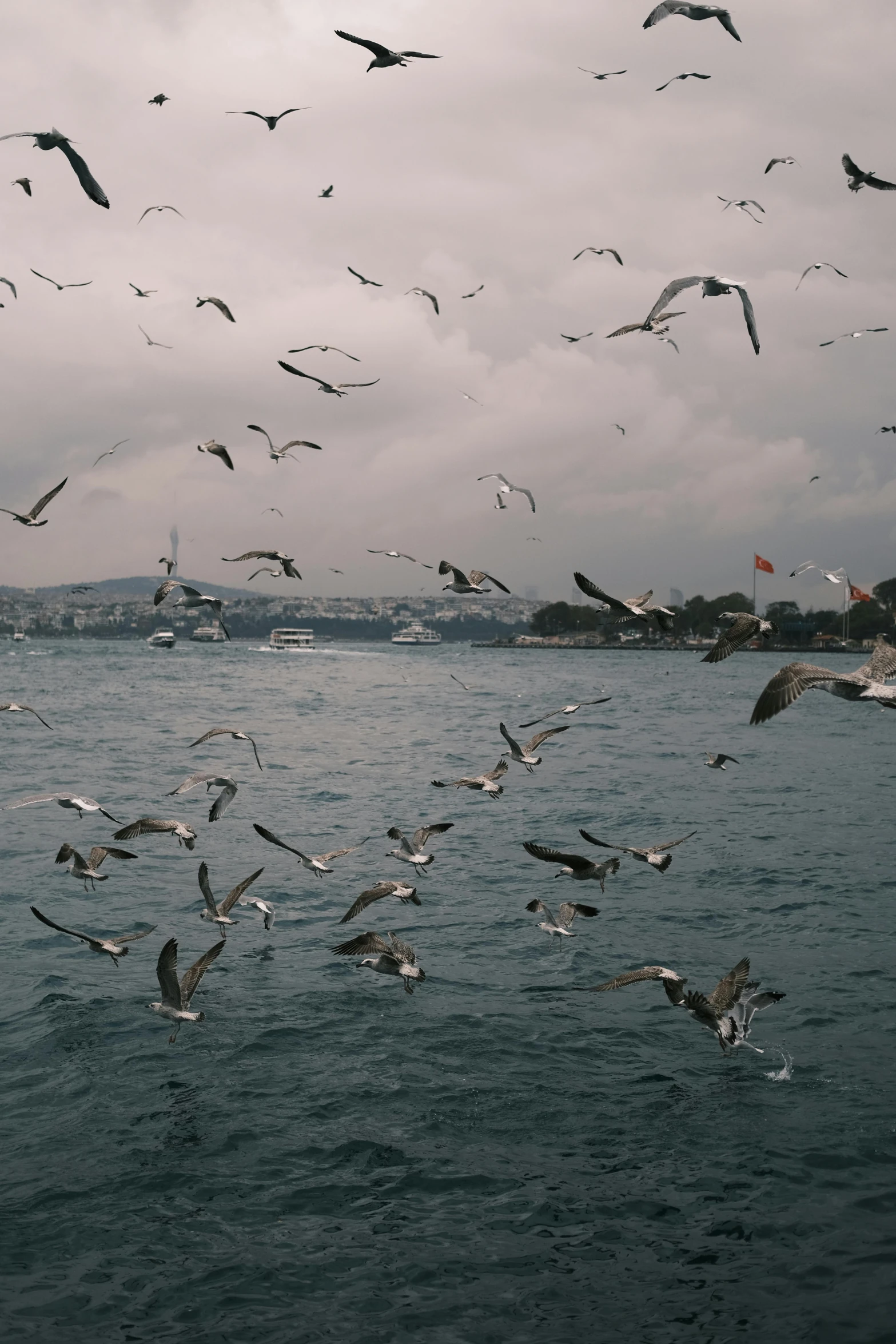 seagulls flying above the water by a lighthouse