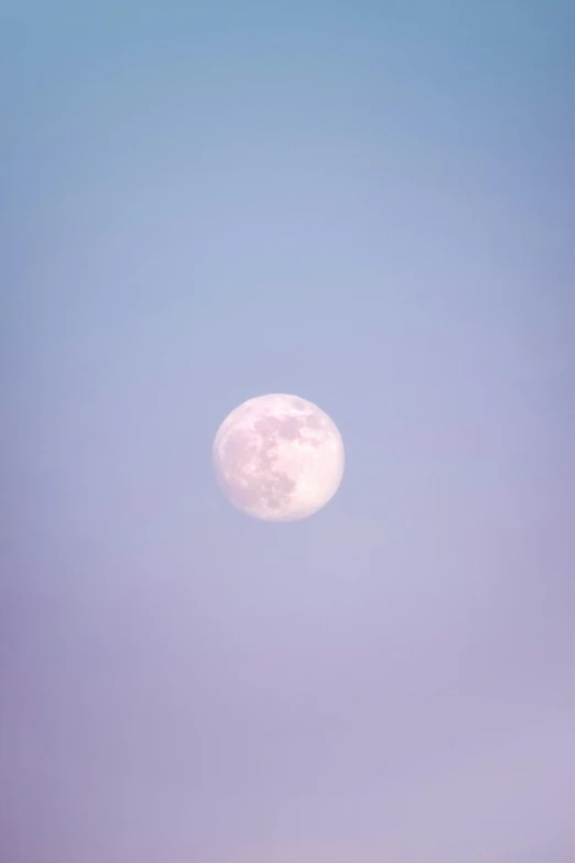 a single animal is grazing on grass with the moon