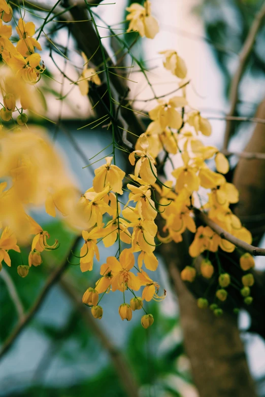 a tree nch with yellow flowers in front of a building