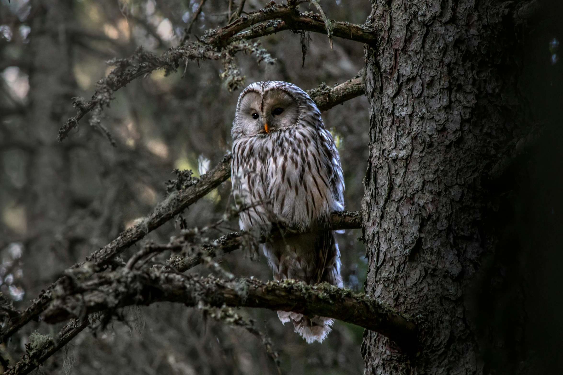 an owl is perched on the nch of a tree