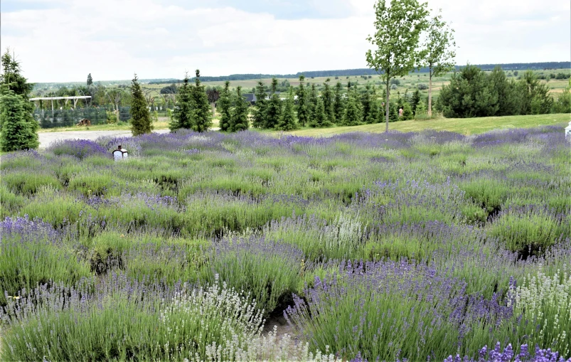 a man standing in a field of lavender flowers