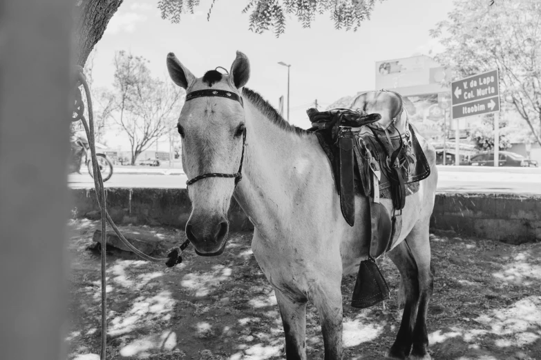 a small horse in black and white standing under a tree