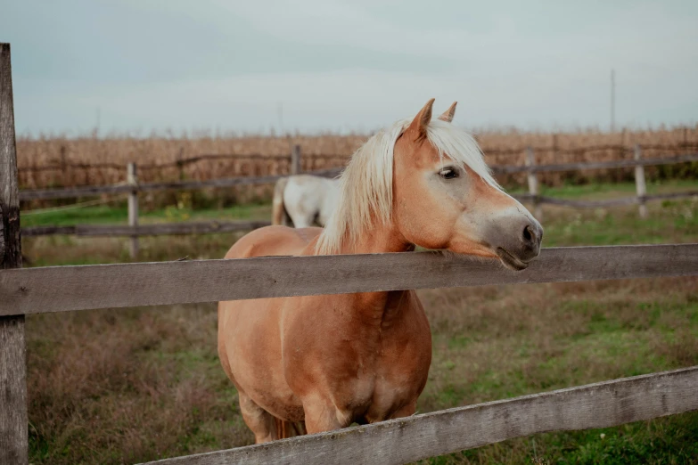 there is a small horse standing on the farm