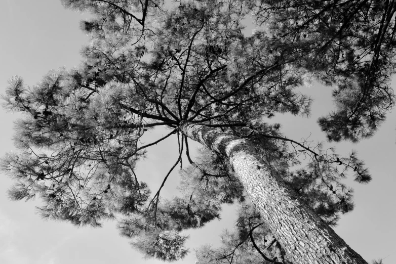 looking up at a tall tree with tall trees