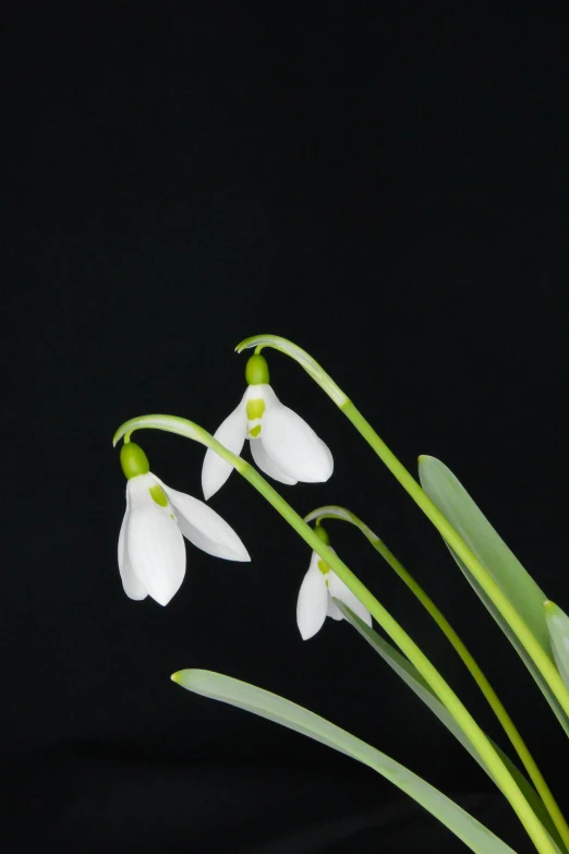 white flowers with green stems are on a black surface