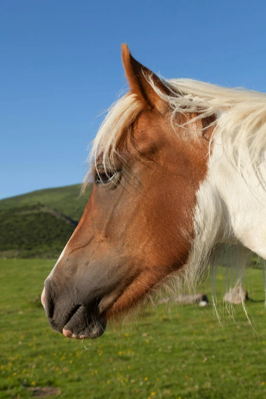 an brown and white horse looking out into the distance