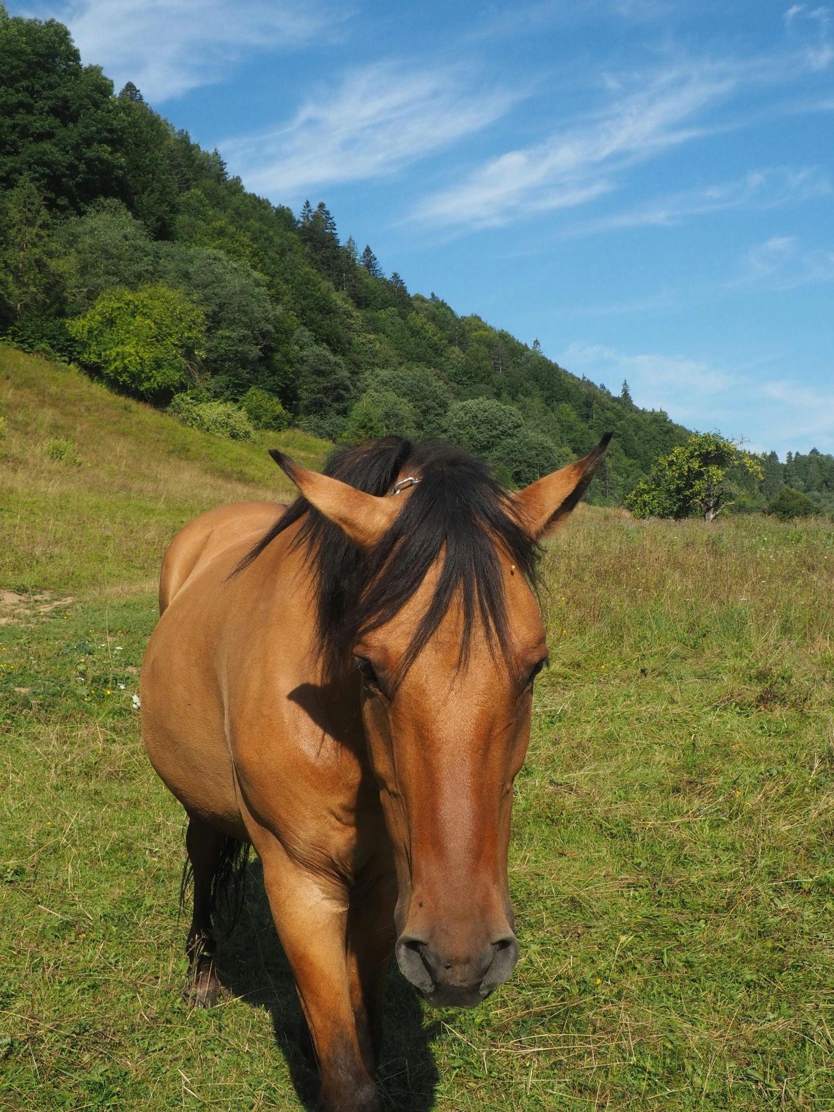 a horse with long hair on the top and on the other side