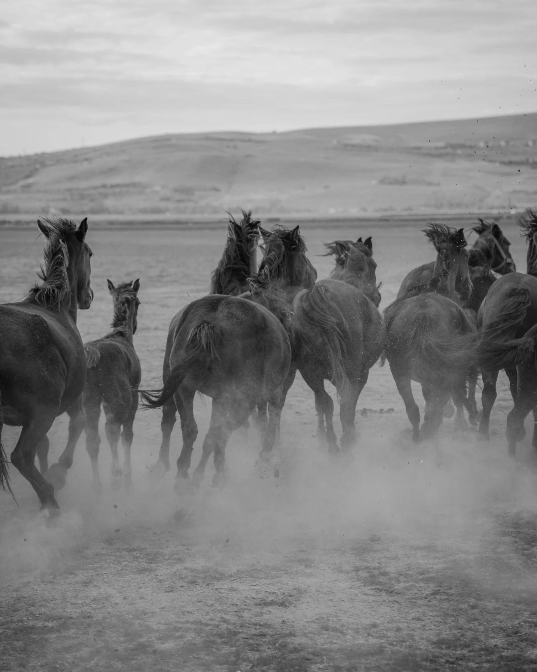 a herd of horses running through water near a hill