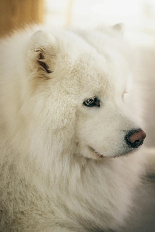 a white fluffy dog looks out of frame