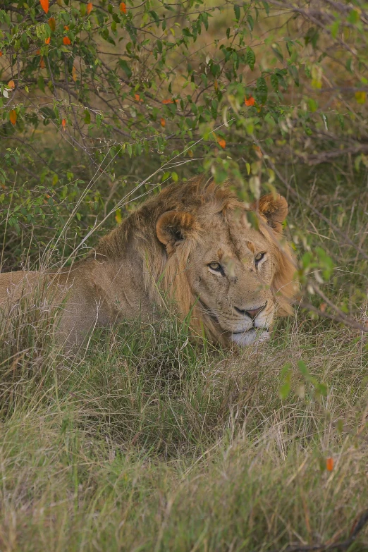 a lion laying down in the middle of some tall grass