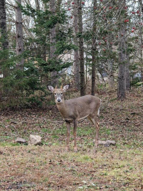 there is a deer in the forest and trees