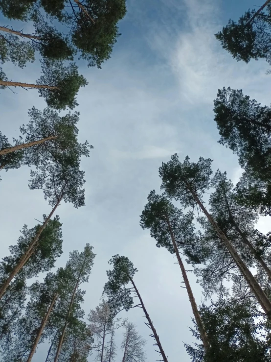 the tops of tall pine trees on a clear day