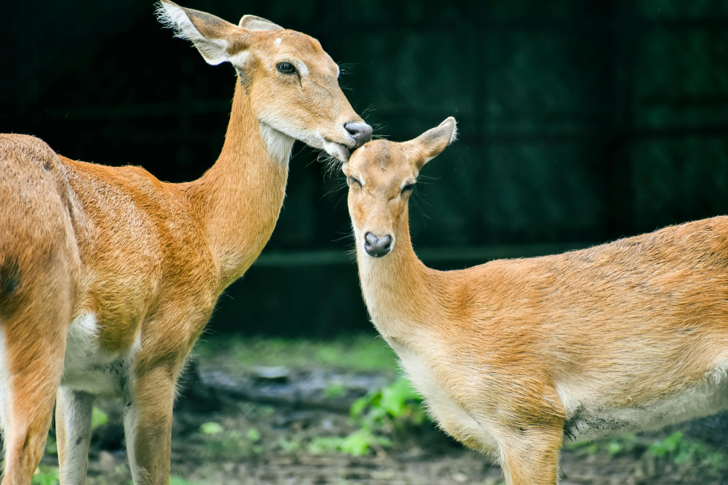 two deer standing next to each other on a grass covered field