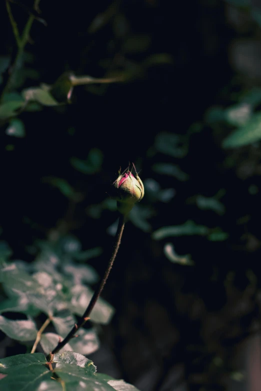 a single rose is standing up in a plant